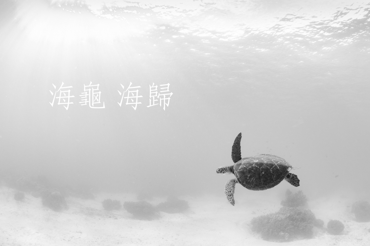 2020神腦紀錄片競賽 一般組最佳攝影《海龜海歸》